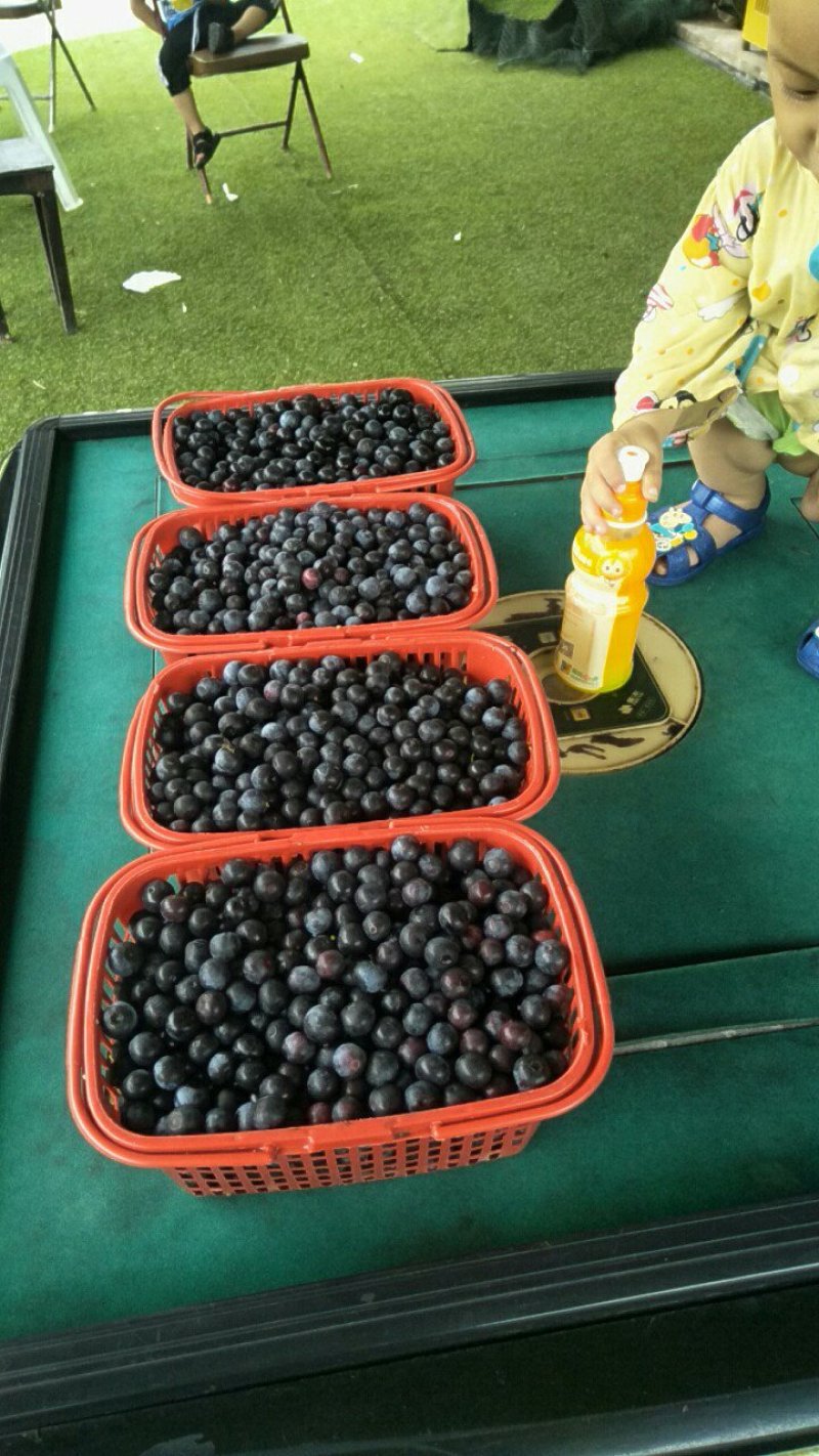 蓝莓，蓝莓鲜果，