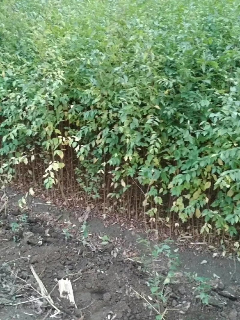 榆树苗