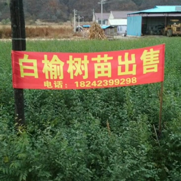 榆树苗