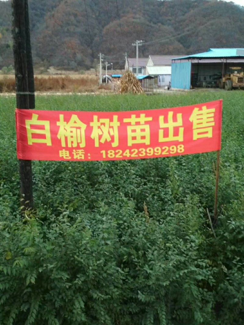 榆树苗