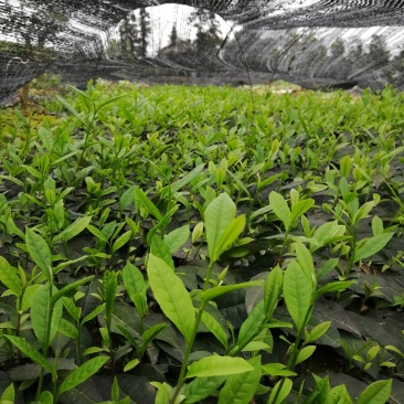大量出售今年的各品种新茶苗，
