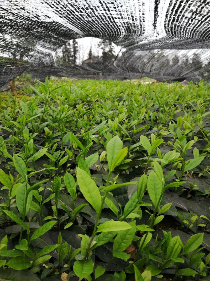 大量出售今年的各品种新茶苗，