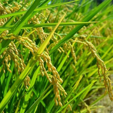 贵州平坝区香米