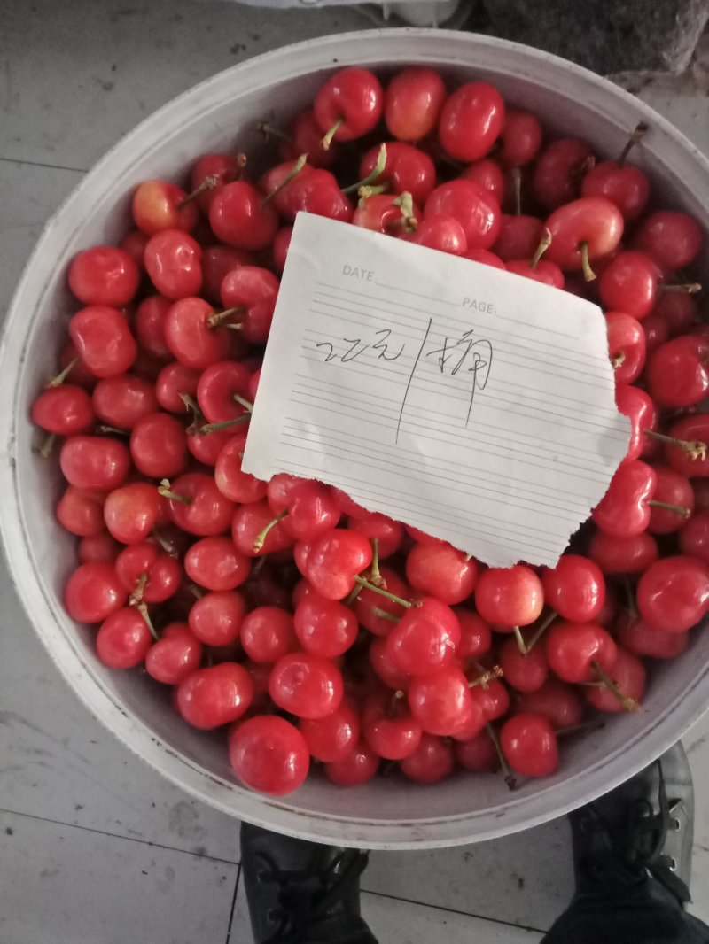 山东大樱桃