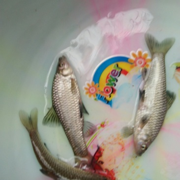青鱼