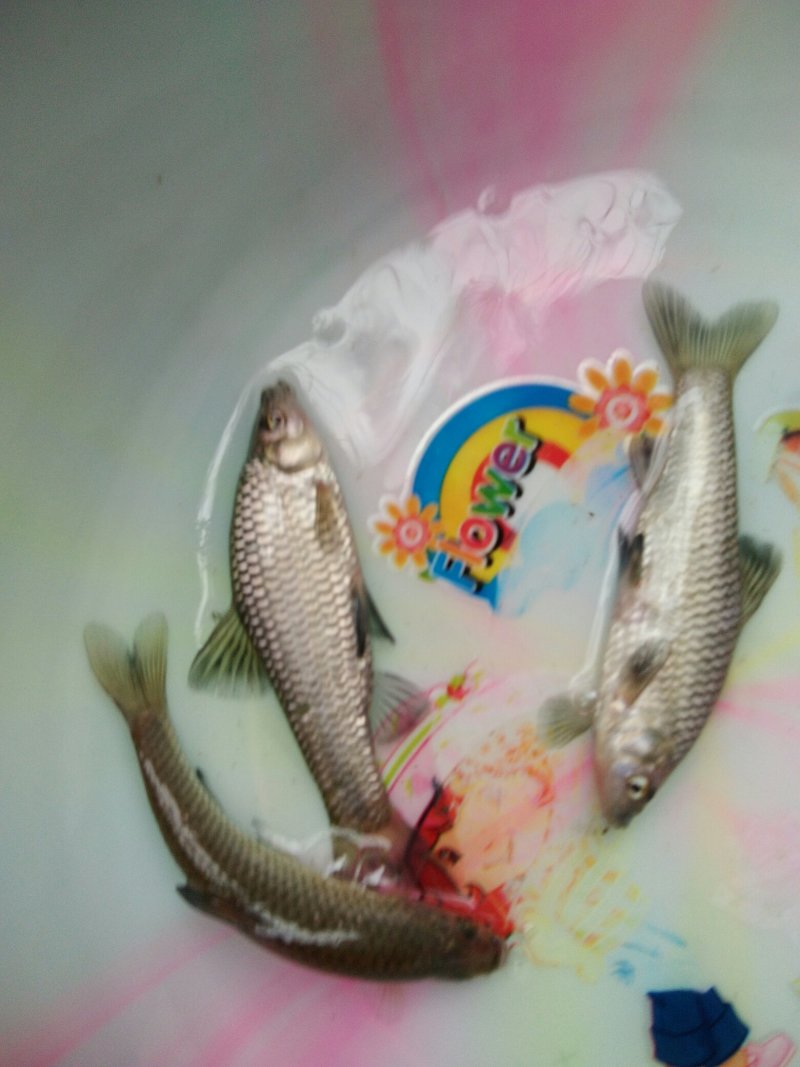 青鱼