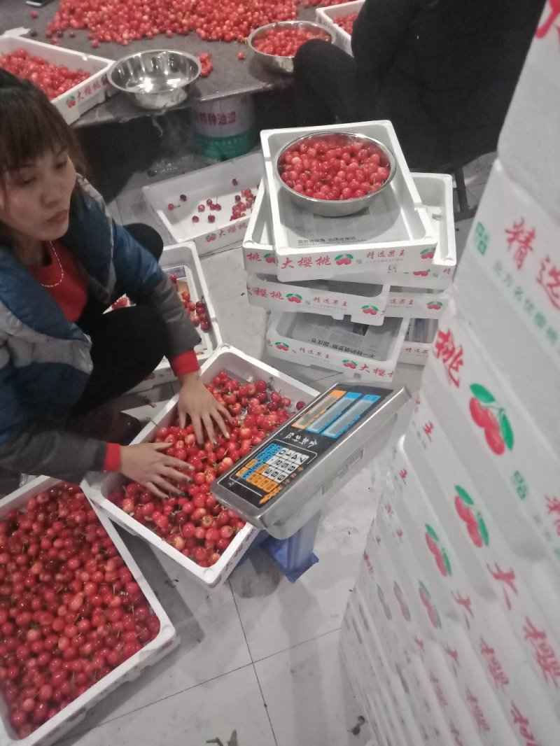 山东大樱桃