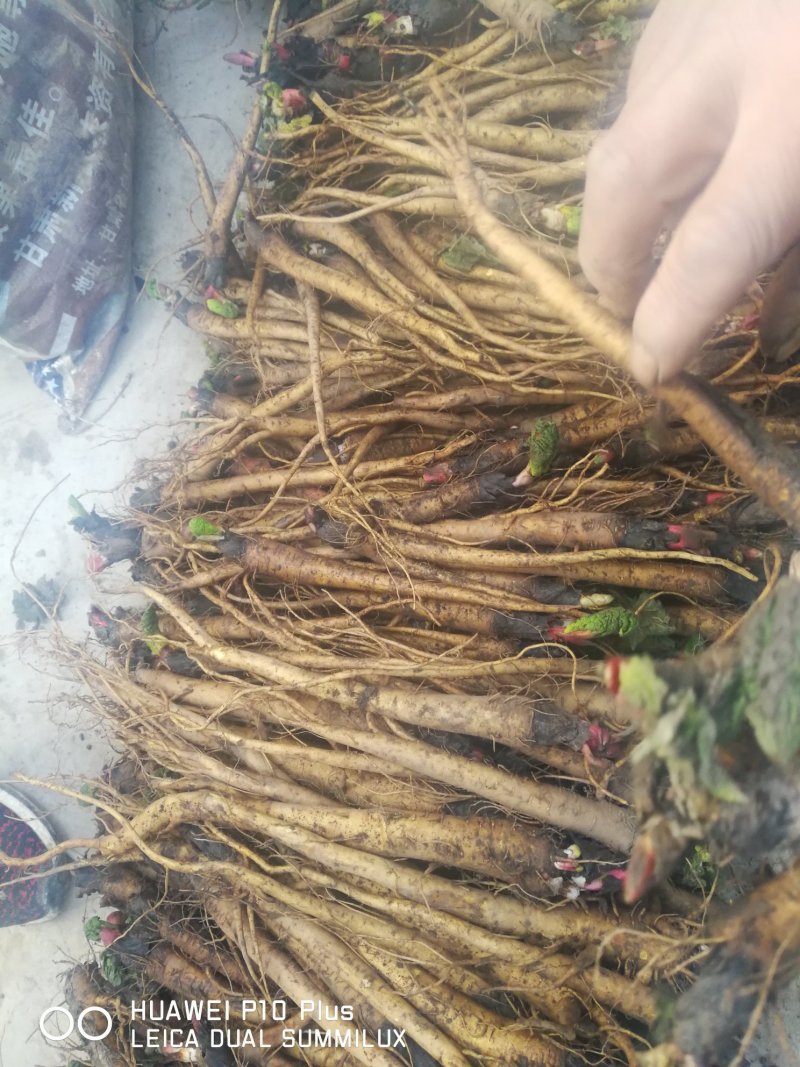 大黄苗，甘肃地道马蹄大黄苗