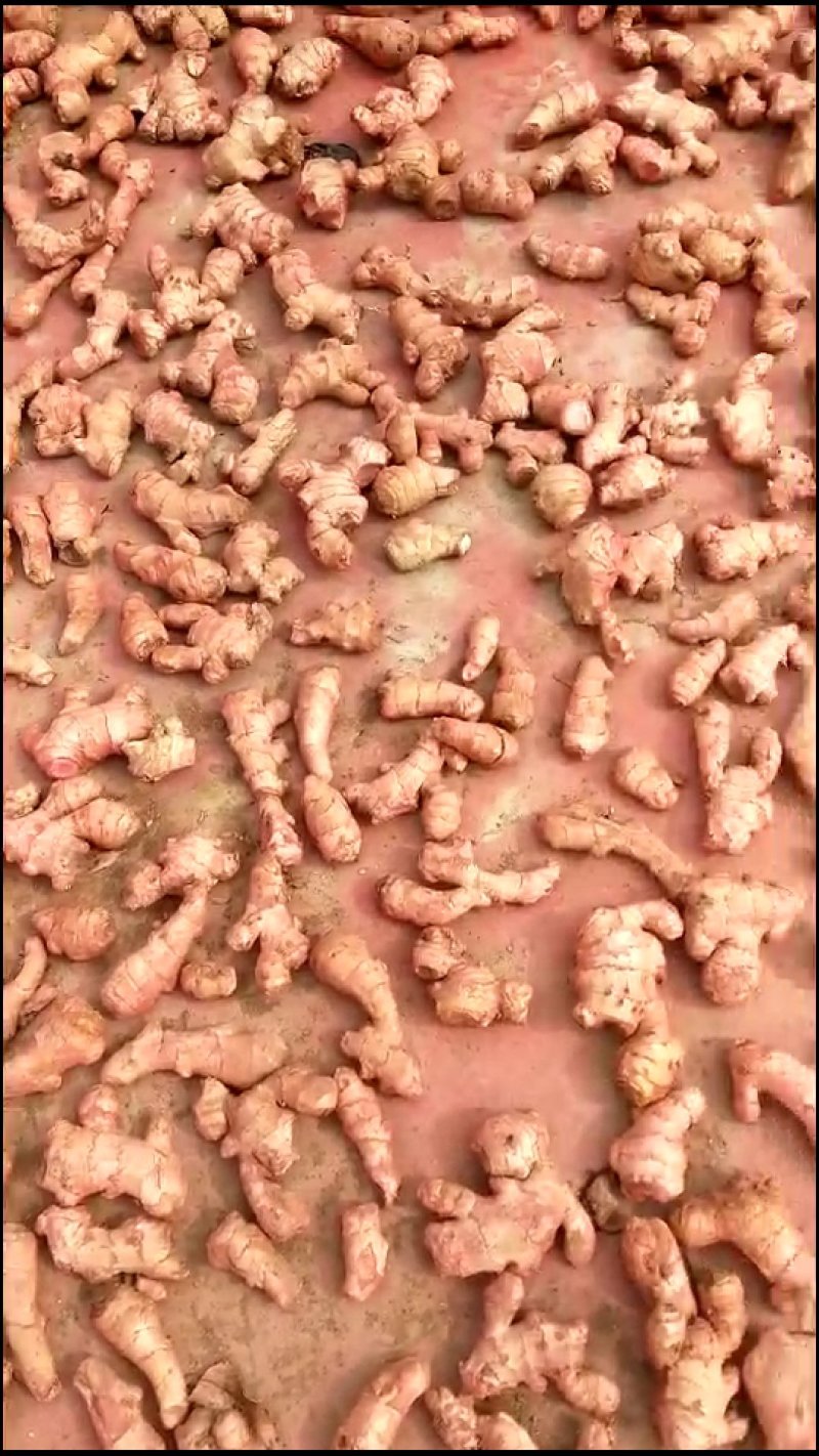 姜种优质姜种提供种植资料