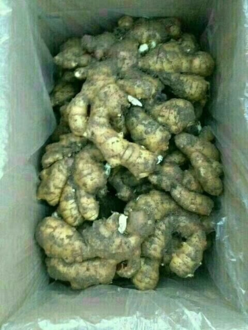 姜种优质姜种提供种植资料