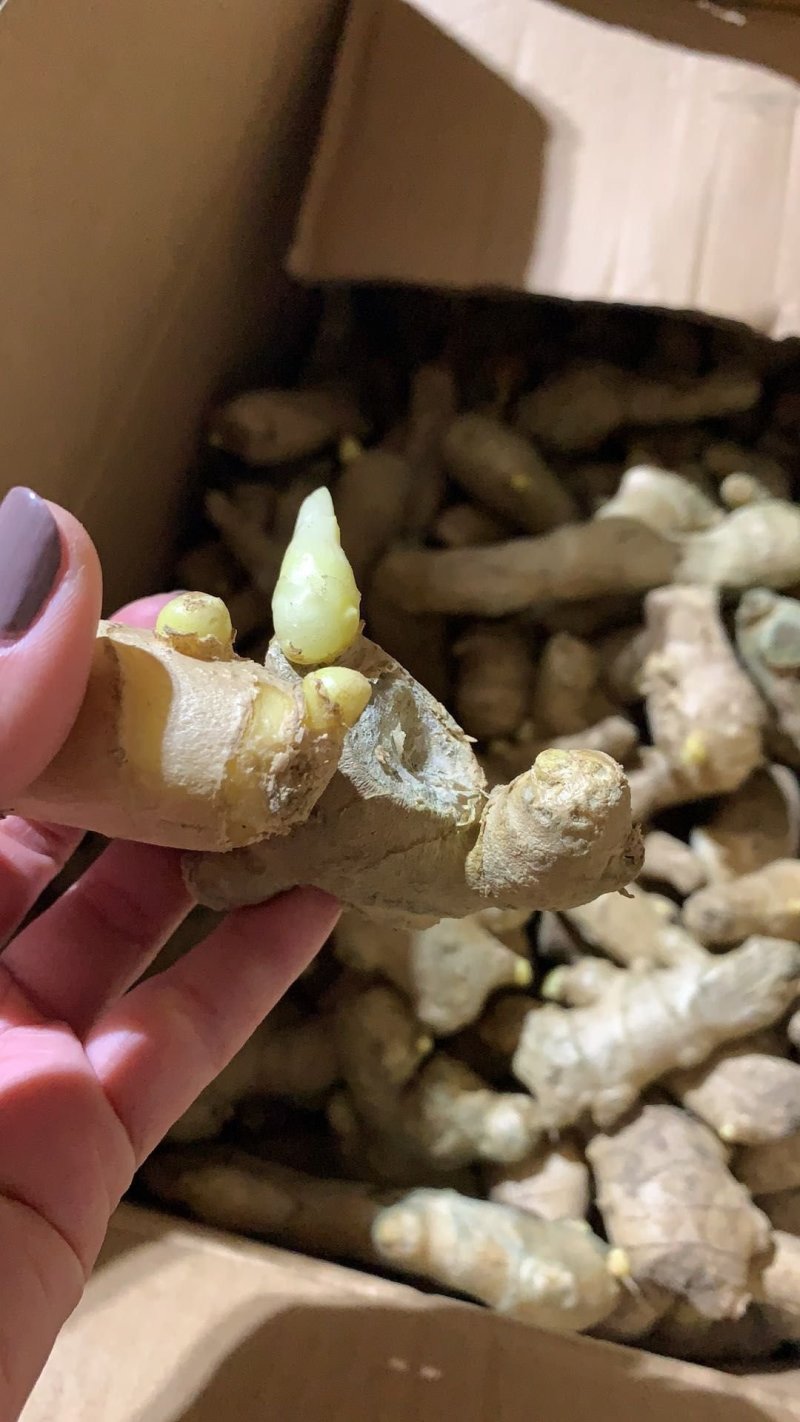 姜种优质姜种提供种植资料