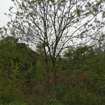 丛生乌桕树，河南省潢川县宏昌苗圃直销丛生乌桕树，树形优美