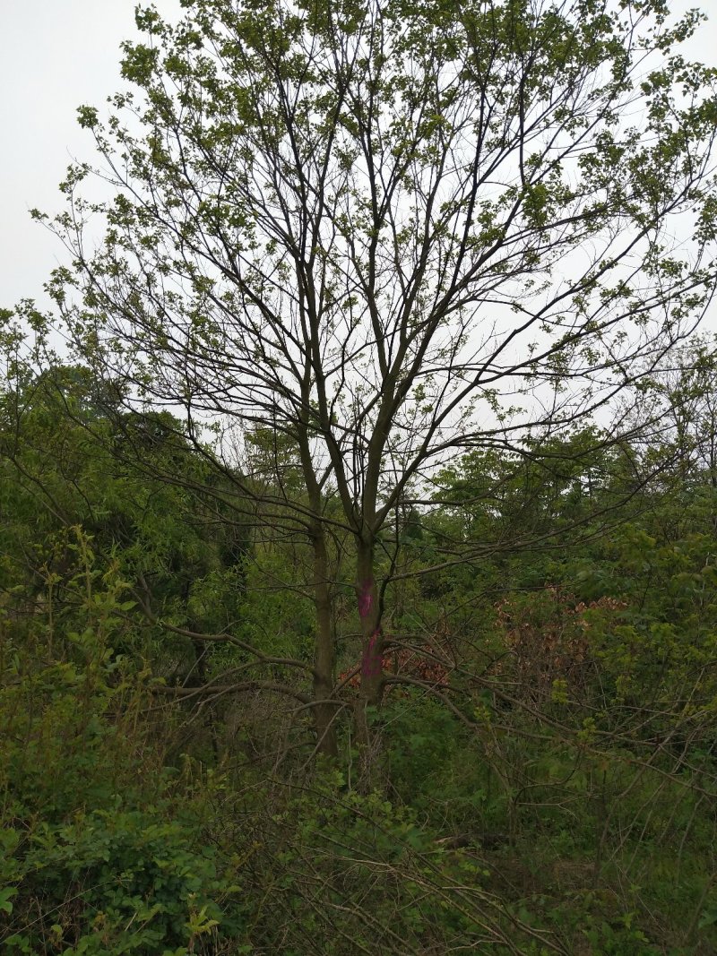 丛生乌桕树，河南省潢川县宏昌苗圃直销丛生乌桕树，树形优美