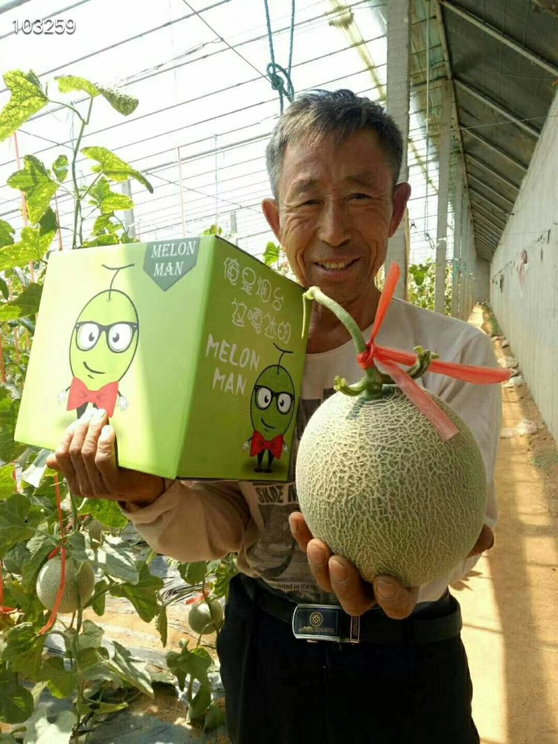 礼盒装网纹瓜，海阳，一件代发，对接电商平台
