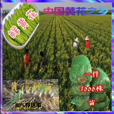 猛子花黄花菜种苗3年以上,产量高,量大从优