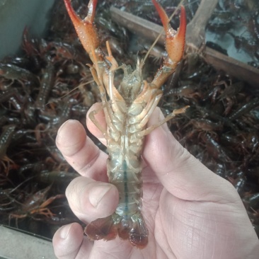 小龙虾大量供应各种规格青虾红虾！规格好上货量大可满足