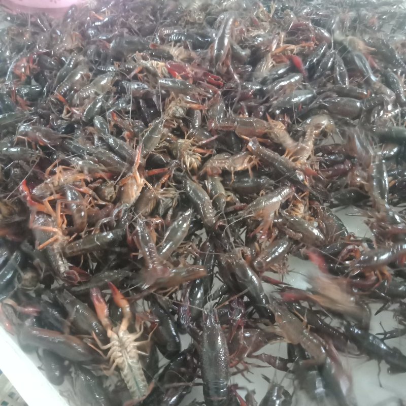 小龙虾大量供应各种规格青虾红虾！规格好上货量大可满足