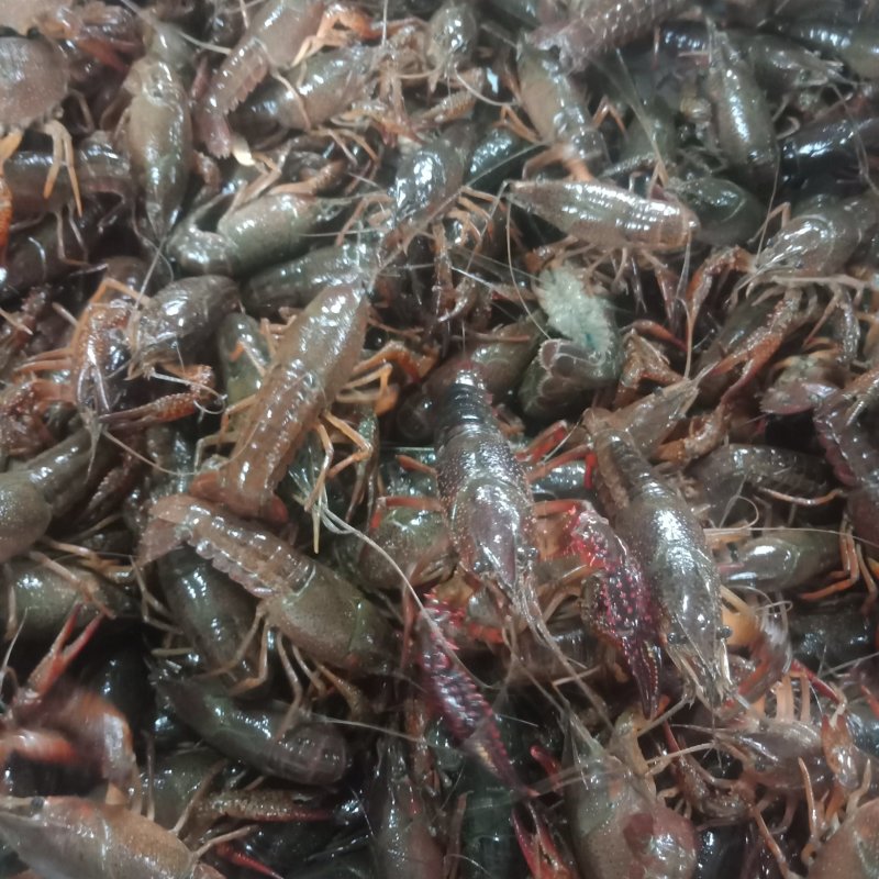 小龙虾大量供应各种规格青虾红虾！规格好上货量大可满足