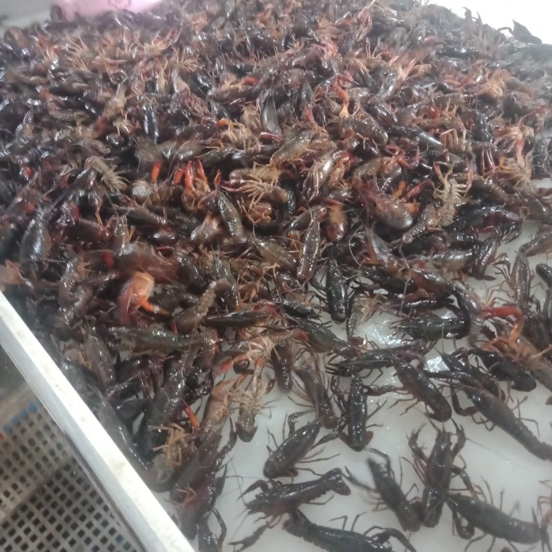 小龙虾大量供应各种规格青虾红虾！规格好上货量大可满足