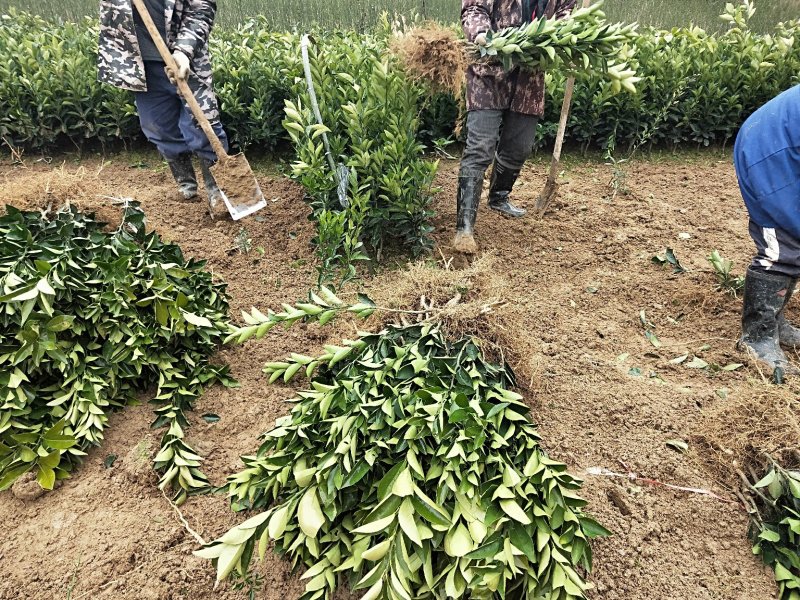 纽荷尔脐橙苗，自家果园采摘枝条嫁接，可放心购买