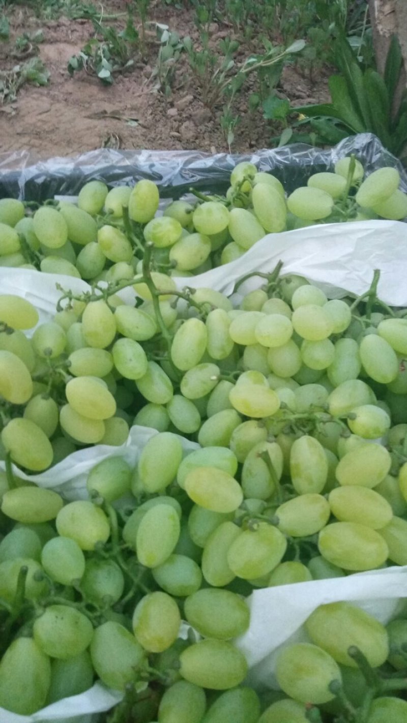 维多利亚葡萄10%以下2斤以上棵粒大糖度高欢迎各位客
