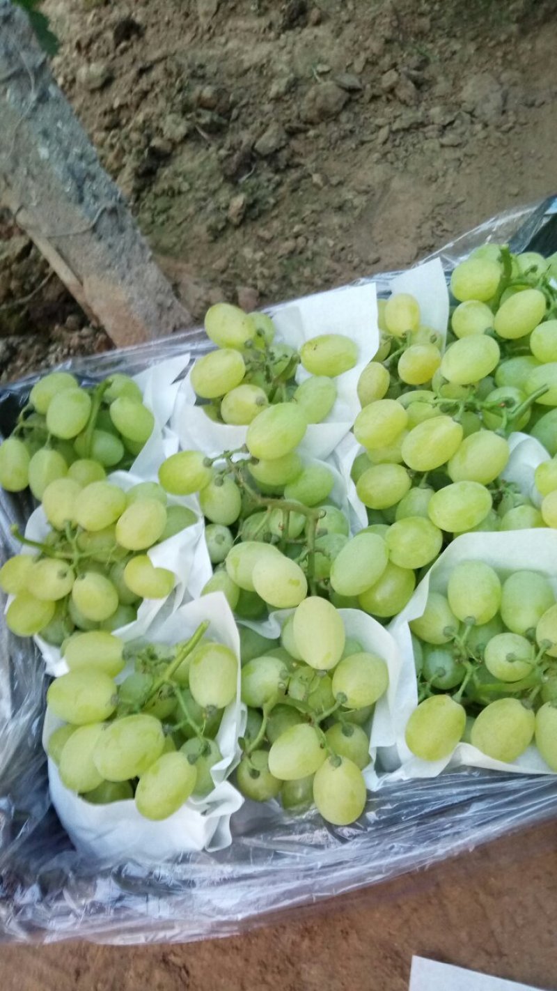 维多利亚葡萄10%以下2斤以上棵粒大糖度高欢迎各位客