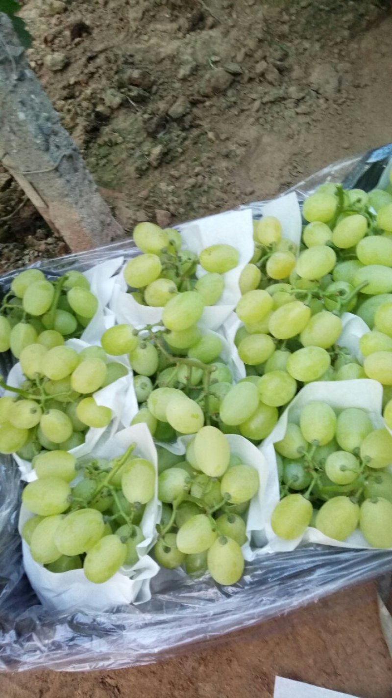 维多利亚葡萄10%以下2斤以上棵粒大糖度高欢迎各位客