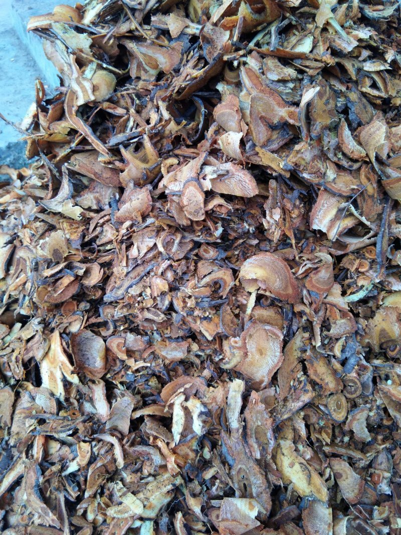 虎杖，大货虎仗供应，二十斤起发货，纯野生