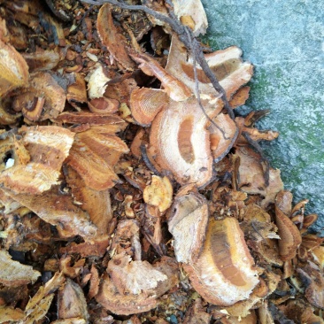 虎杖，大货虎仗供应，二十斤起发货，纯野生