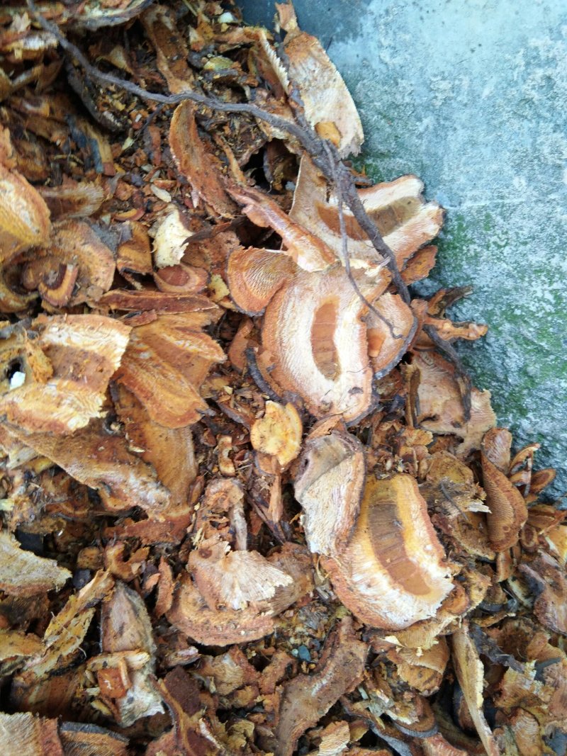虎杖，大货虎仗供应，二十斤起发货，纯野生
