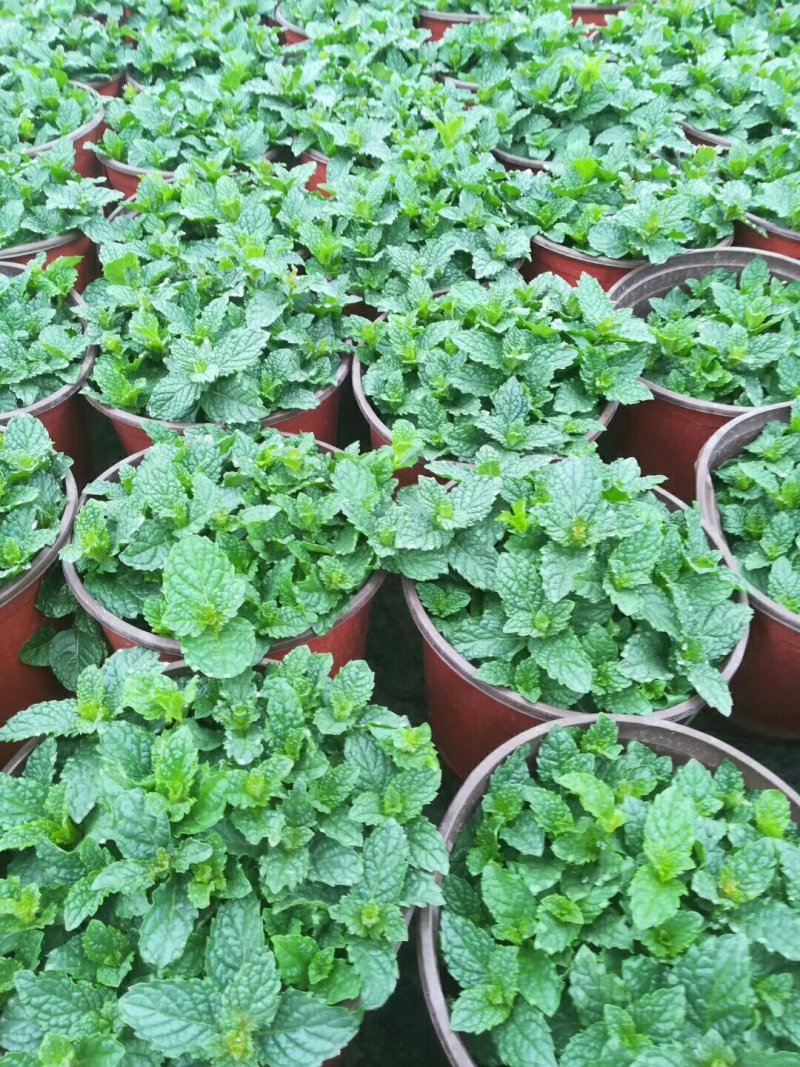 【春夏必备驱蚊植物】食用薄荷盆栽薄荷叶驱蚊草植物薄荷苗留