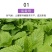 【春夏必备驱蚊植物】食用薄荷盆栽薄荷叶驱蚊草植物薄荷苗留