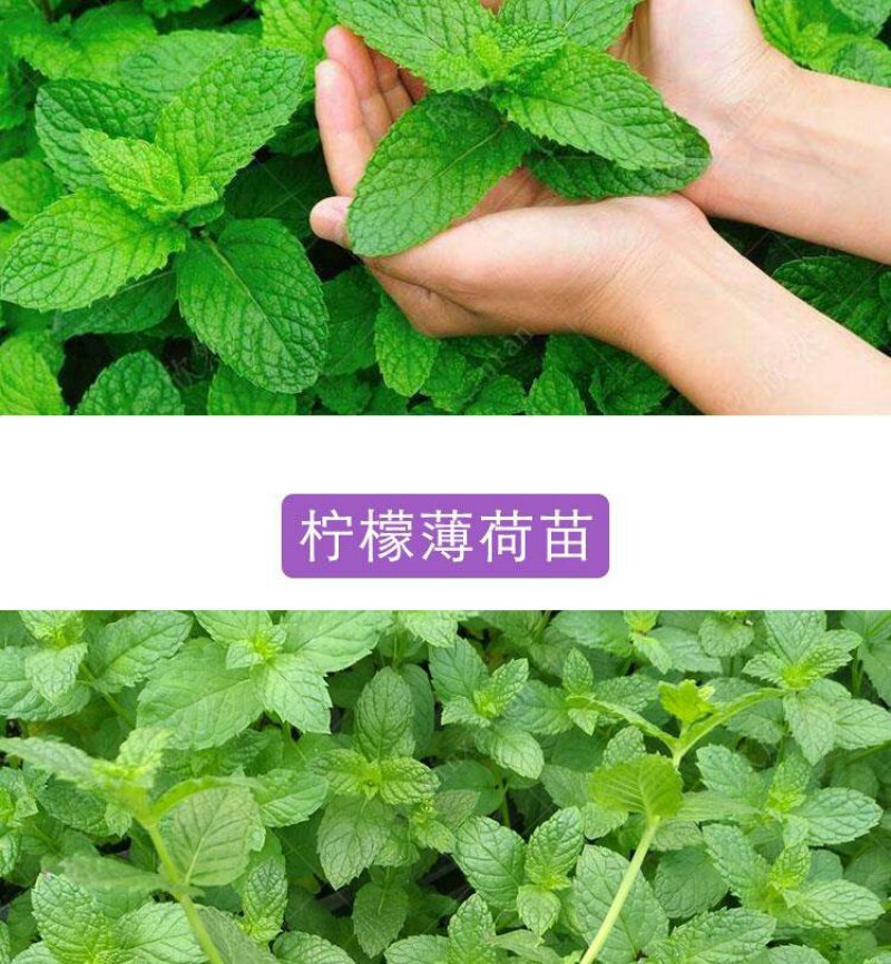 【春夏必备驱蚊植物】食用薄荷盆栽薄荷叶驱蚊草植物薄荷苗留