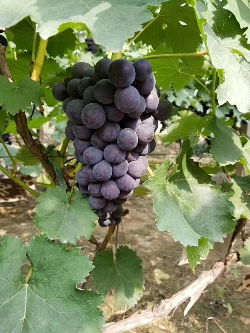 京亚葡萄，巨峰紫罗兰黑葡萄货源充足石家庄万亩葡萄产地