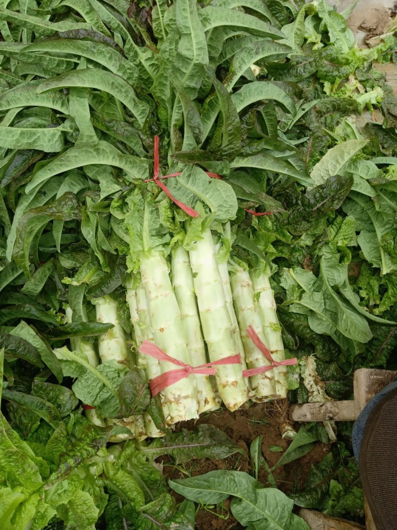红叶香笋通货，精装竭诚为你服务