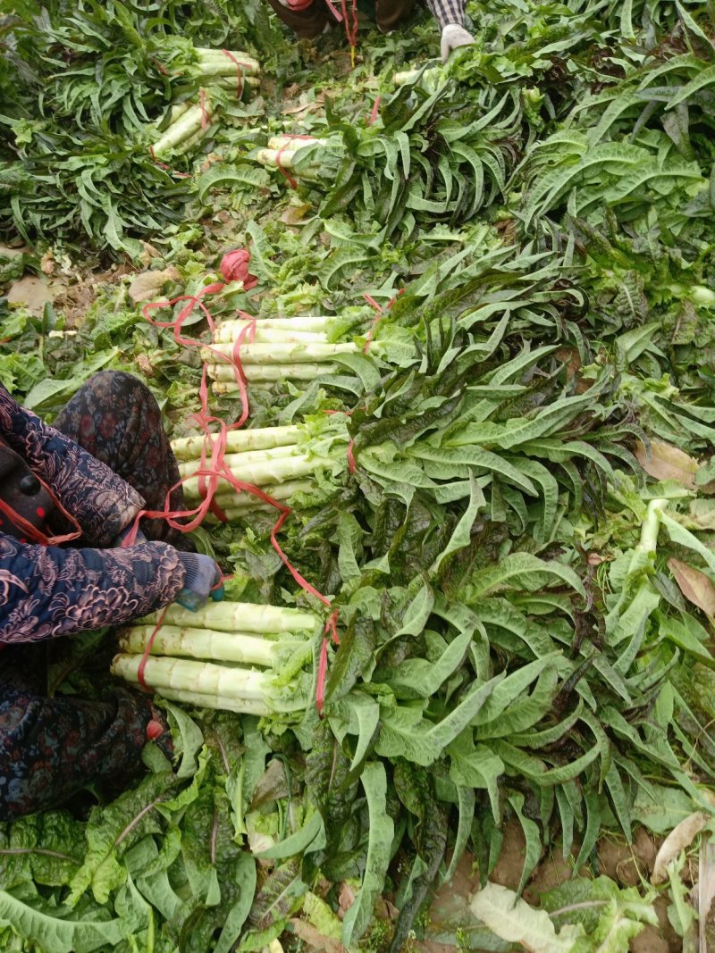 红叶香笋通货，精装竭诚为你服务