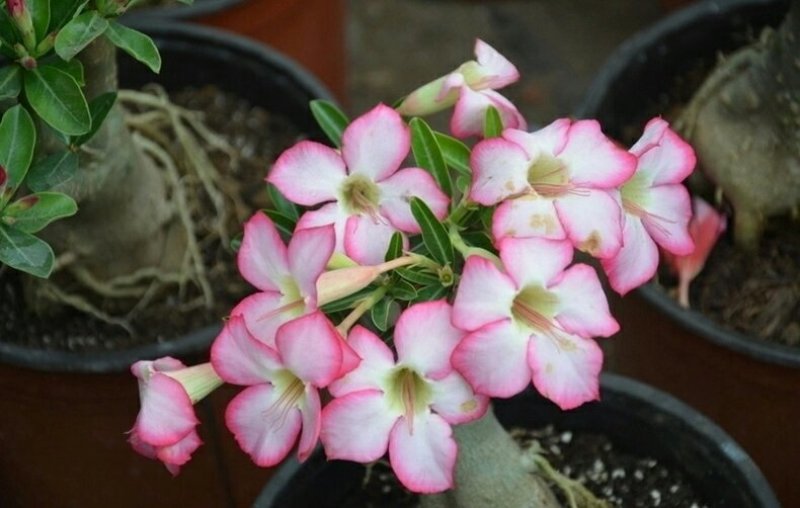 沙漠玫瑰苗盆栽花卉观花植物室内花浓香重瓣带花四季开花多肉