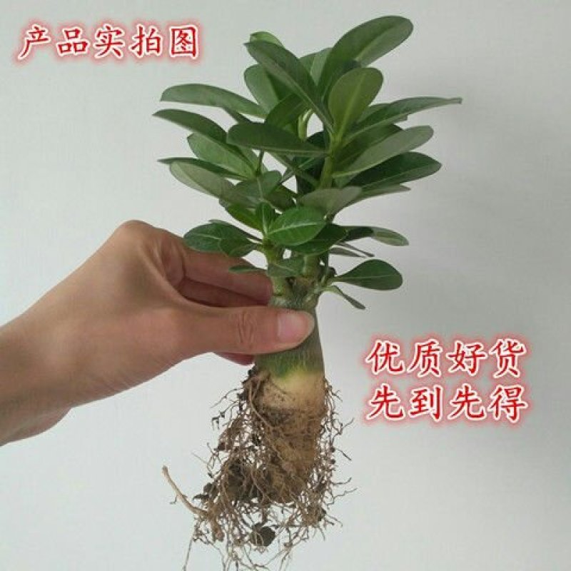 沙漠玫瑰苗盆栽花卉观花植物室内花浓香重瓣带花四季开花多肉