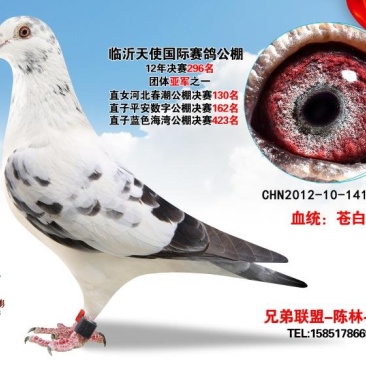 赛鸽