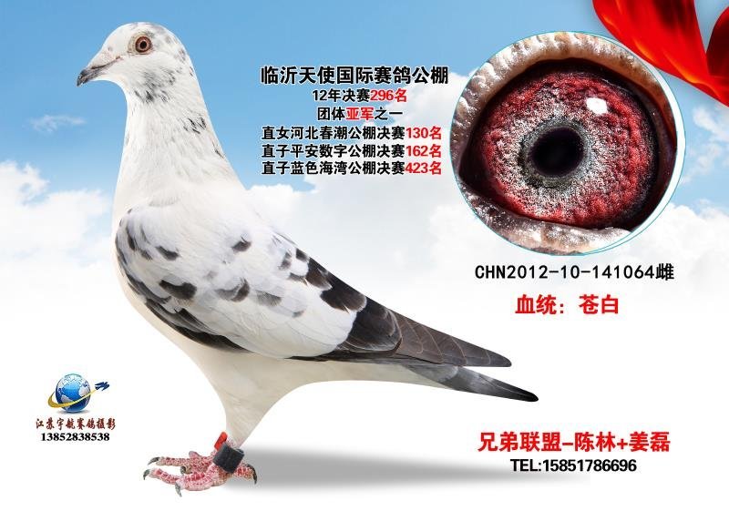 赛鸽