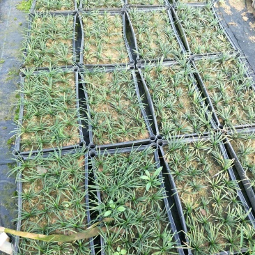 玉龙草