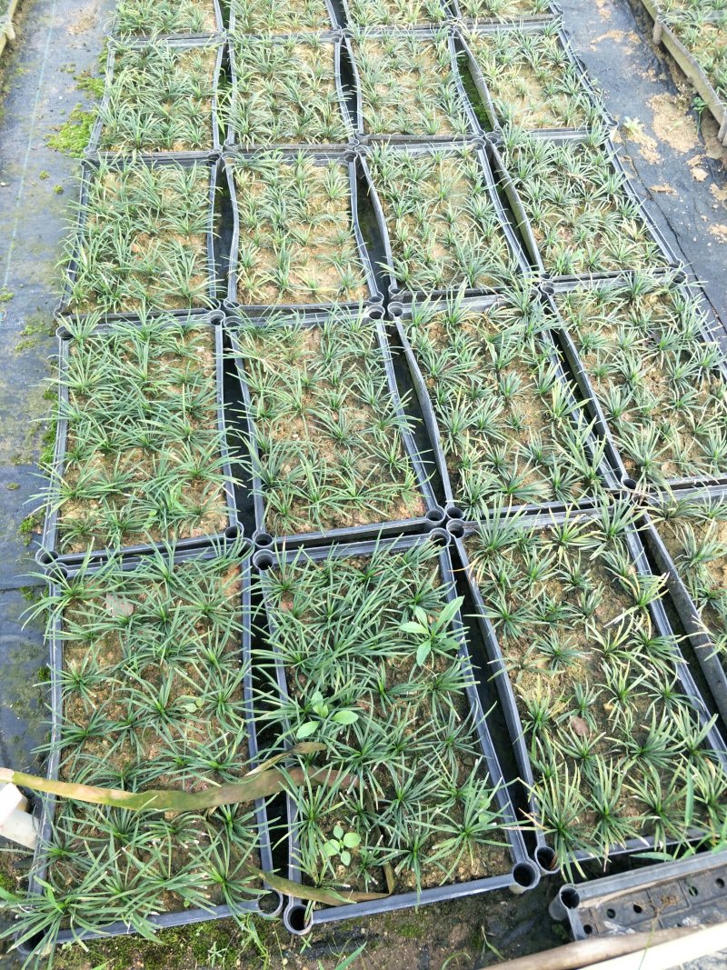 玉龙草