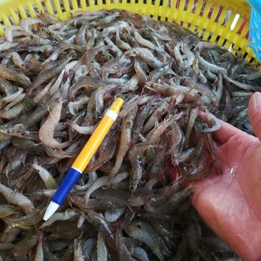 基围虾，白对虾，小海虾，小河虾，每天有货，大量有货，批发