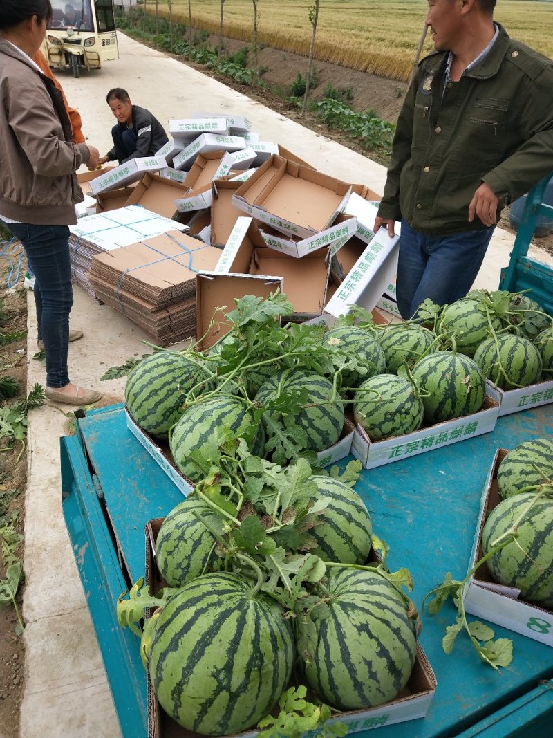 西瓜大棚8424西瓜上市万亩果园基地，产地代发代