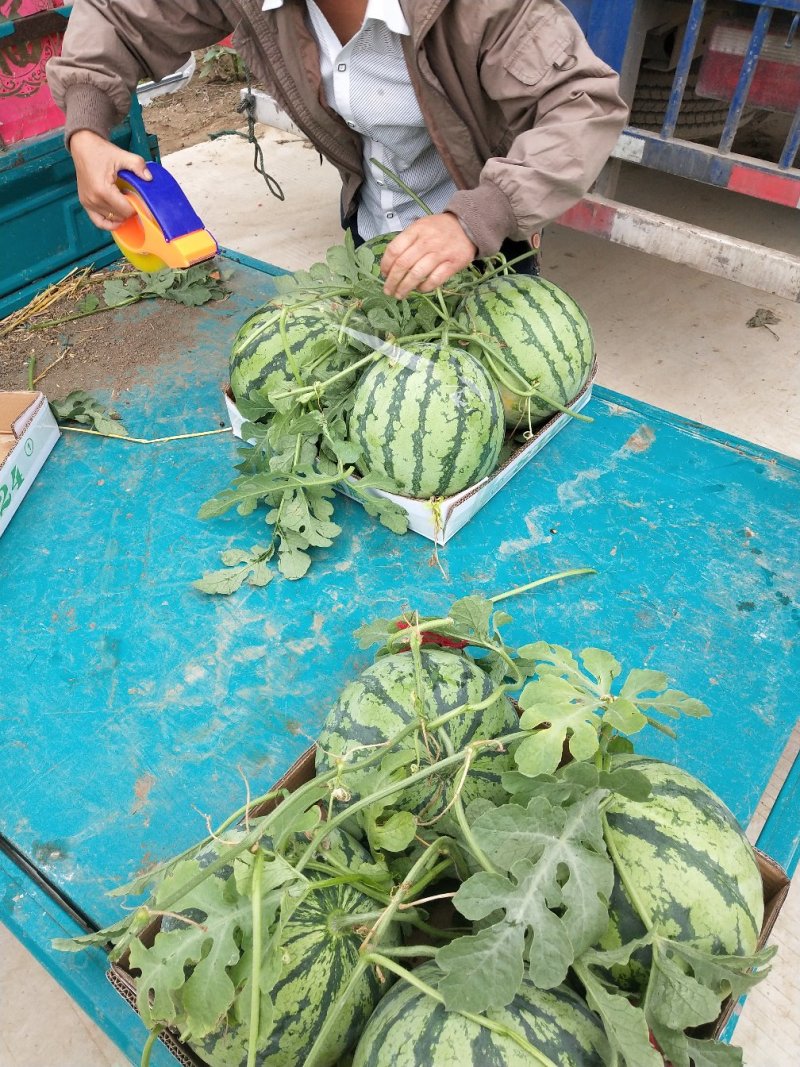 西瓜大棚8424西瓜上市万亩果园基地，产地代发代