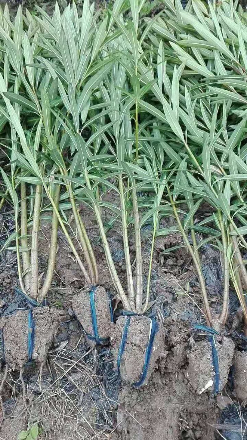 夹竹桃