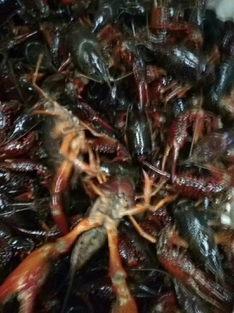 龙虾