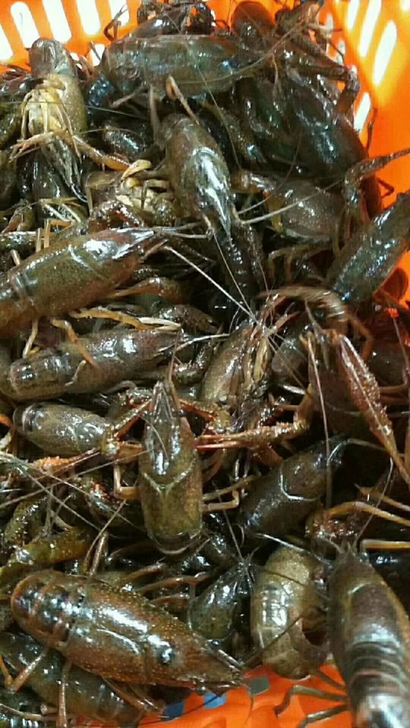 龙虾