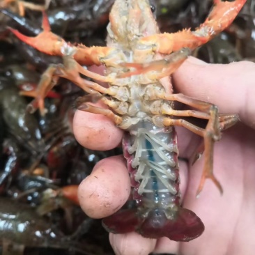 龙虾