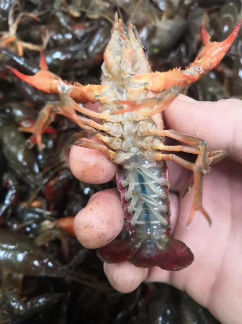 龙虾